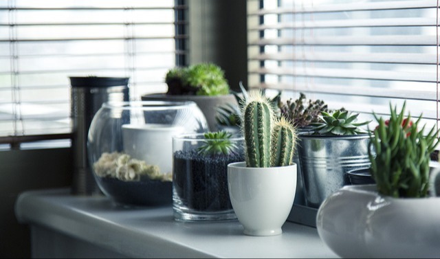 The Best Indoor Plants for Health and Happiness